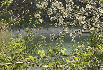 Teren plat, cu deschidere la lacul Paltinu, acces facil - 8