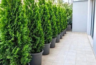 Apartament 3 camere | Terasă 27mp | Floreasca - 12