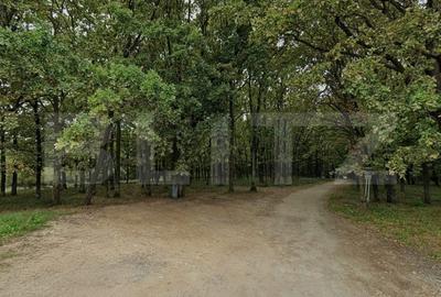 Teren intravilan 6.000 mp | Parcelabil | Teren plan | Padure - 2