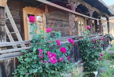 Casă individuală cu 3 camere în Vadu Izei