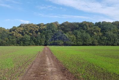 Vanzare teren 24.000 mp, la padure, Dascalu - Runcu - 3