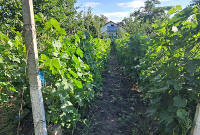 Vânzare Casă Buzău Cuculeasa Ziduri - 14