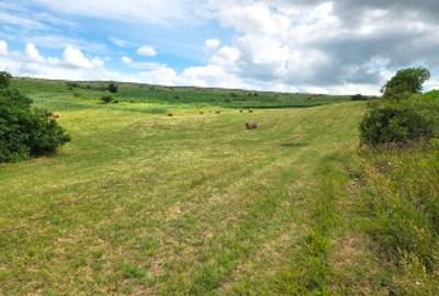 Teren agricol extravilan de 11500 mp, în Pata