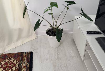 3 Splendida in Primaverii, renovat recent, curte, parcare,INCHIRIATA - 17
