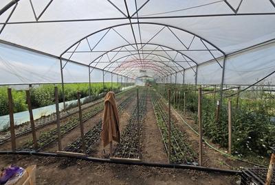 Proprietate 2.229 mp cu Dotări pentru Afacere Florală - 6