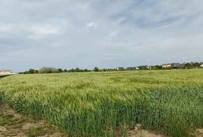 Teren lotizat, 8236 mp, preț minimal, Corbeanca - 2