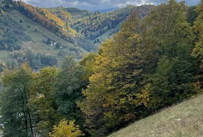 Teren extravilan cu priveliste catre Bucegi – Moieciu de Jos 4.700 mp - 2