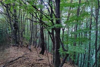 Padure de Fag 2 hectare - 7