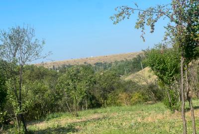 Teren intravilan Valea Mare | 1486 mp | Utilități | 13,5 €/mp - 8