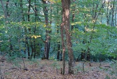 Padure de Fag 2 hectare - 4