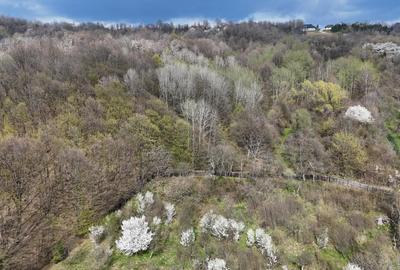 Teren intravilan 4.654 mp, 4 loturi comasate – Cornu de Jos - 2