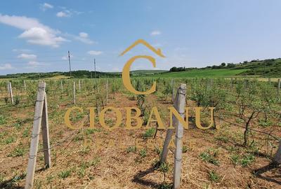 Teren intravilan cu PLANTATIE DE GOJII de vanzare in Racari - 4