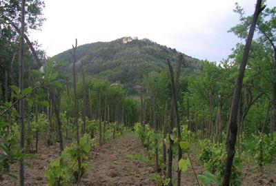 (307) Teren intravilan Calinesti – sat Carstieni, jud. Arges / Direct proprietar - 9