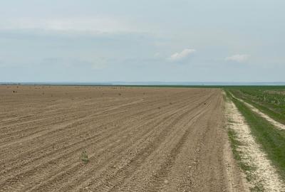 Teren agricol 10ha Buzias - Timis - 1
