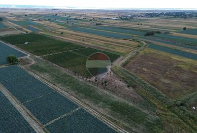 Vita de vie struguri de masa 12h irigabil Tifesti - 26