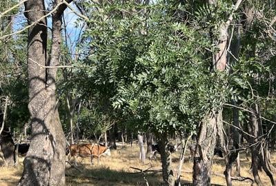 Teren intravilan, 4700 mp, dublu front stradal, la marginea Pădurii Cornetu - 11