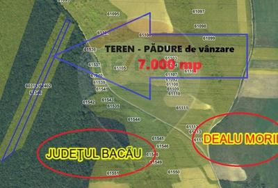Padure de vanzare – 7.000 mp, Dealu Morii, jud. Bacau - 1