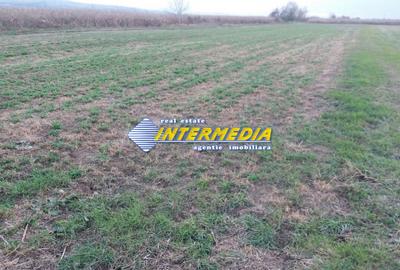 Teren Construcții de 5000 mp, în Industrială