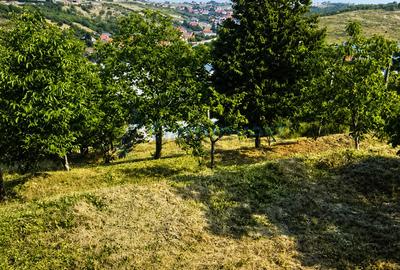 Teren Construcții intravilan de 810 mp, în Dealuri Oradea