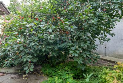 Casă individuală de vanzare + teren intravilan 539 mp - Parc Bazilescu - 15