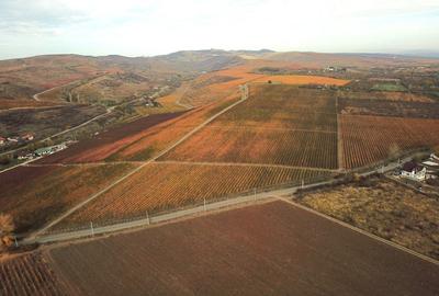 Podgorie de vita-de-vie nobila cu conac boieresc - 1
