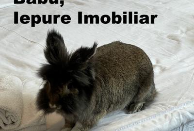 QG268 | 2nd Smallest "Apartment" in Romania? Babu Recomends - 12