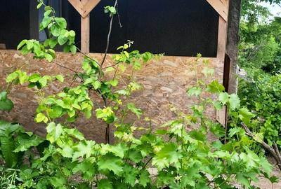 Proprietate în zonă de deal în localitatea Zărnești, la 20km de orașul Buzău - 15