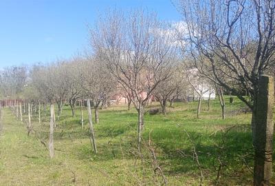 Pietrarie Vila P+1 s=164mp garaj beci teren 2000mp livada vie zona verde - 14