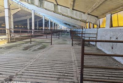Spațiu industrial -fermă Orțișoara - 4