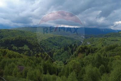 Teren 38,704mp Sirnea | 2.000 mp Intravilan | 36,704 Extravilan - 10