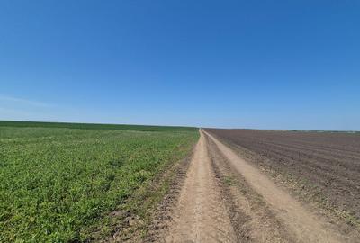 GRADISTEA - Sat Sitaru, teren agricol 11.961mp, ideal investitie - 7