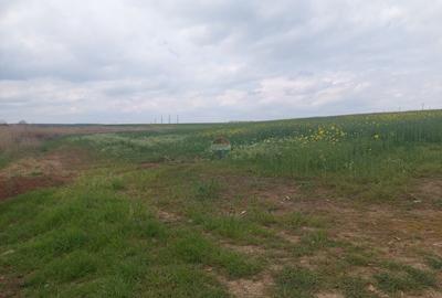 Teren 12,984mp Balotesti / Strada Albinelor - 1