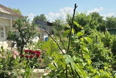 Casa cu teren 1111 metri patrati 39500 euro. Independenta, Galati - 4
