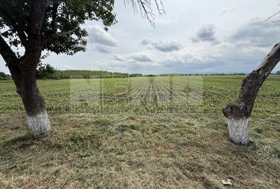 Teren extravilan de vânzare | Satu Mare, județul Suceava | 3.750 mp - 2