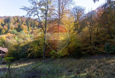 Teren 2,900mp Brasov / Strada Ciresului - 18