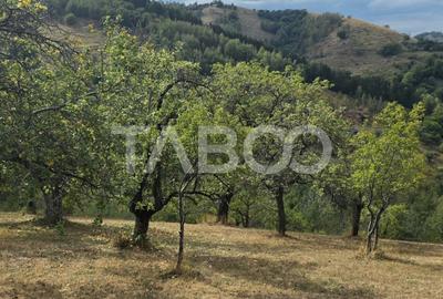 Teren de vanzare 8.300 mp Plesi Loman judetul Alba - 9