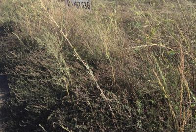 BUCIUM , STR. HOTARULUI , 850 mp intravilan , lac natural aproape, 18000 euro - 7