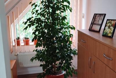 Voluntari  Vanzare  Vila 265 000eur - 6