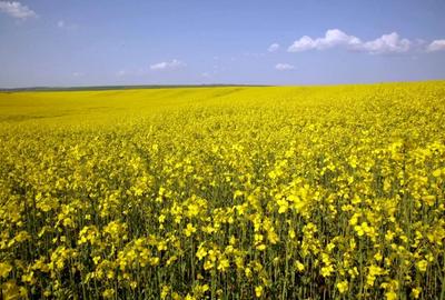 PORTOFOLIU AGRICOL PREMIUM 3.000 HA SUDUL ROMÂNIEI OPORTUNITATE INVESTIȚIONALĂ - 8