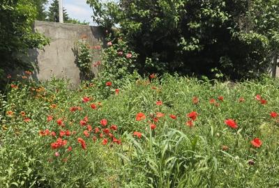 Inchiriere vila spatioasa+ teren in Clinceni-Putul Olteni - 9
