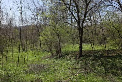 Teren foarte bine pozitionat in Brebu, Prahova - 10