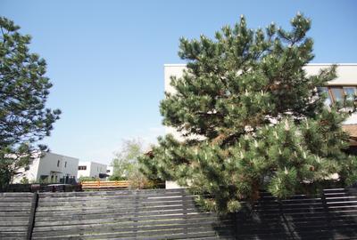 Green City | 1 Decembrie | Vilă cu grădină | Cartier verde privat | Centrală - 35
