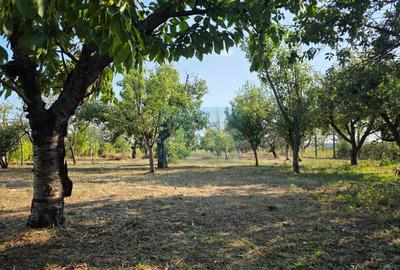 Casă D+P+M + teren 6.377 mp | Posibilitate parcelare | Simian - 14