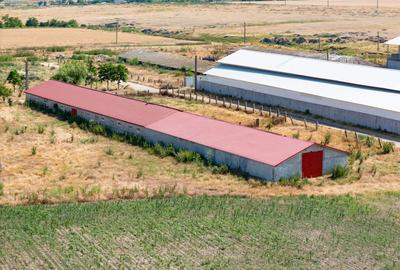 Cogealac - Tariverde – Ferma cu teren intravilan, utilitati racordate! - 7