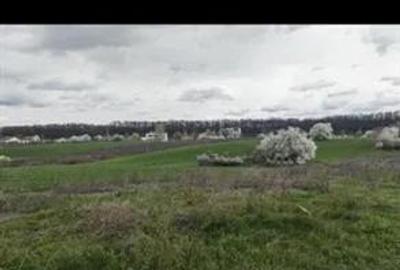 Vanzare teren intravilan Vladiceasca/Snagov langa lac - 4