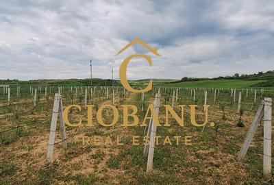 Teren intravilan cu PLANTATIE DE GOJII de vanzare in Racari - 26