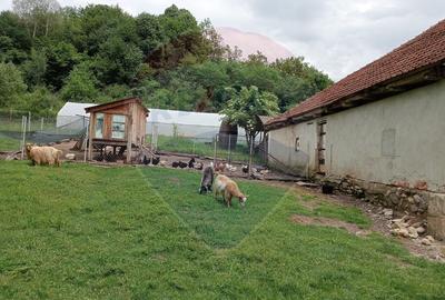 Vanzare casa  4 camere-microferma, cu panouri fotovoltaice - 23
