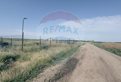 Teren agricol 16.750mp în Cârcea, imprejmuit, cultura capsuni, solarii - 15
