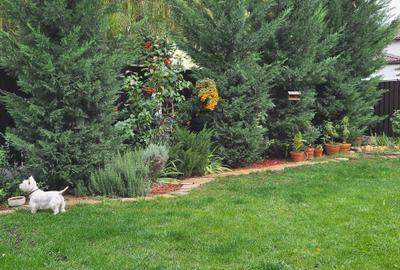 Individual villa with beautiful garden in Pipera close to International Schools - 29