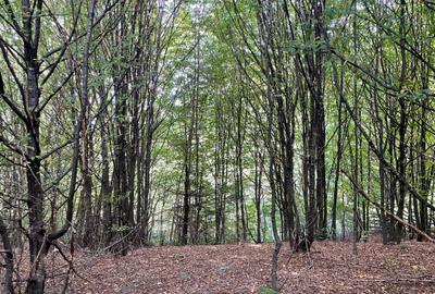 Teren intravilan 2.000 mp în Codlea, zonă verde | 9 min de E68 | 24 €/mp - 5